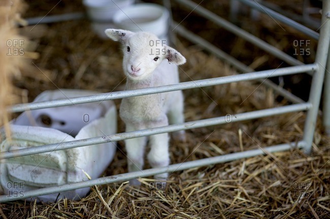 Portrait of little lamb on sheep farm