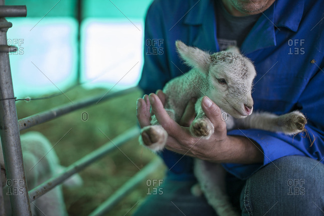 Man holding little lamb on farm