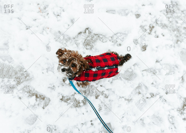 Overhead view of cute snow-covered dog on leash in coat