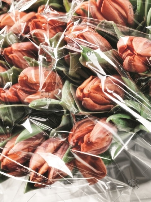 Bouquet of red tulips in plastic