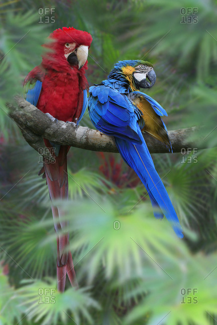 Two macaws perched on a branch side by side