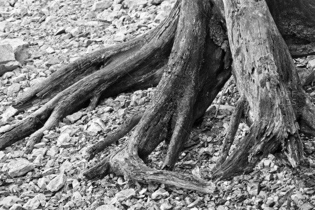 Deadwood root in the grit