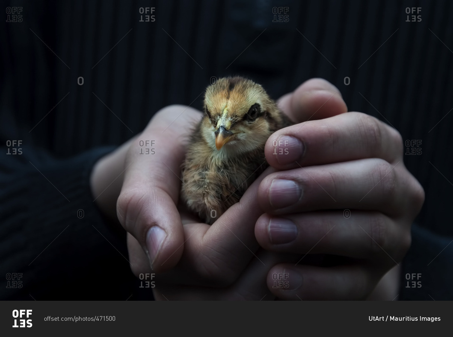 Image result for holding a chick