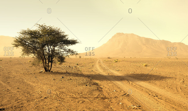 Single bush casts the last shadow in front of the Sahara