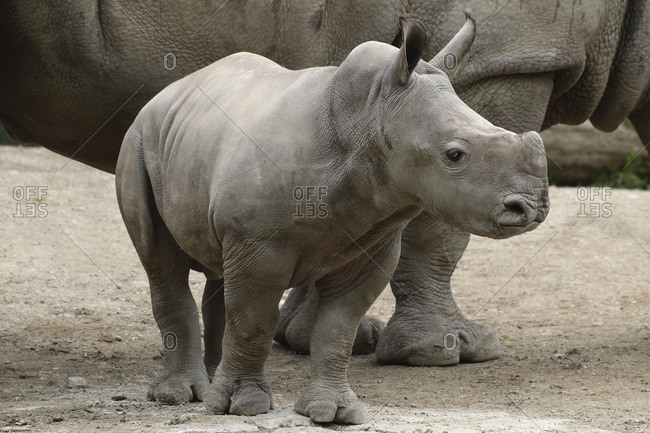 Young white rhino, Ceratotherium simum