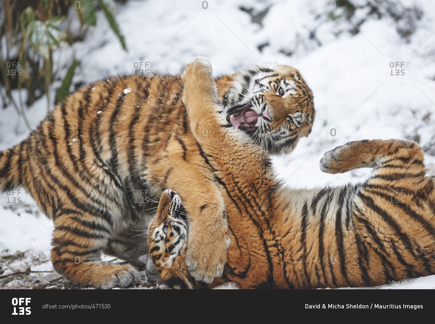 Siberian tigers, Panthera Tigris altaica, wrestling