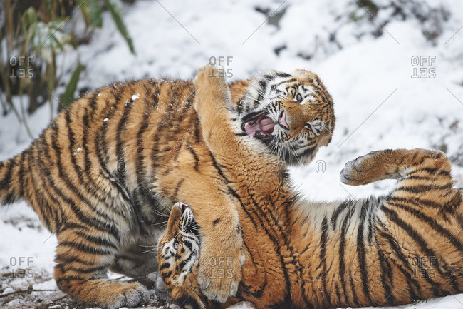 Siberian tigers, Panthera Tigris altaica, wrestling