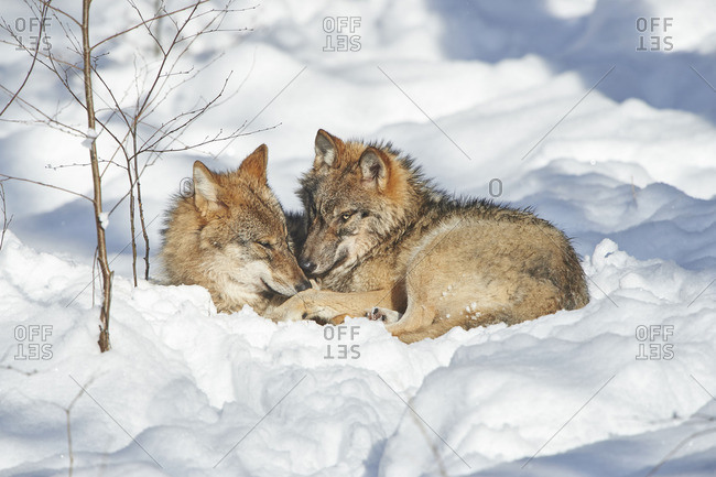 Two wolves, Canis lupus, cuddling in a snowy forest