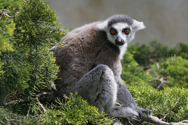 Ring-tailed lemur sitting on a bush, Lemur catta