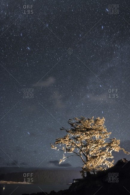 Tree growing on hill by river against starry sky