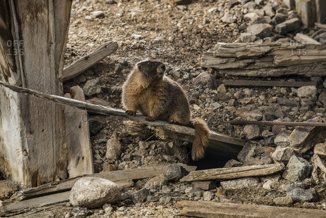 Marmot looking away while sitting on wooden plank