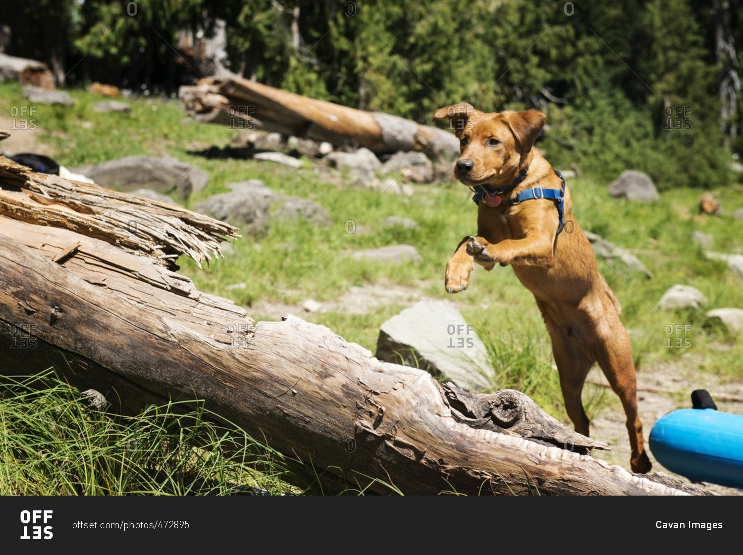 Brown dog jumping over log on field stock photo OFFSET
