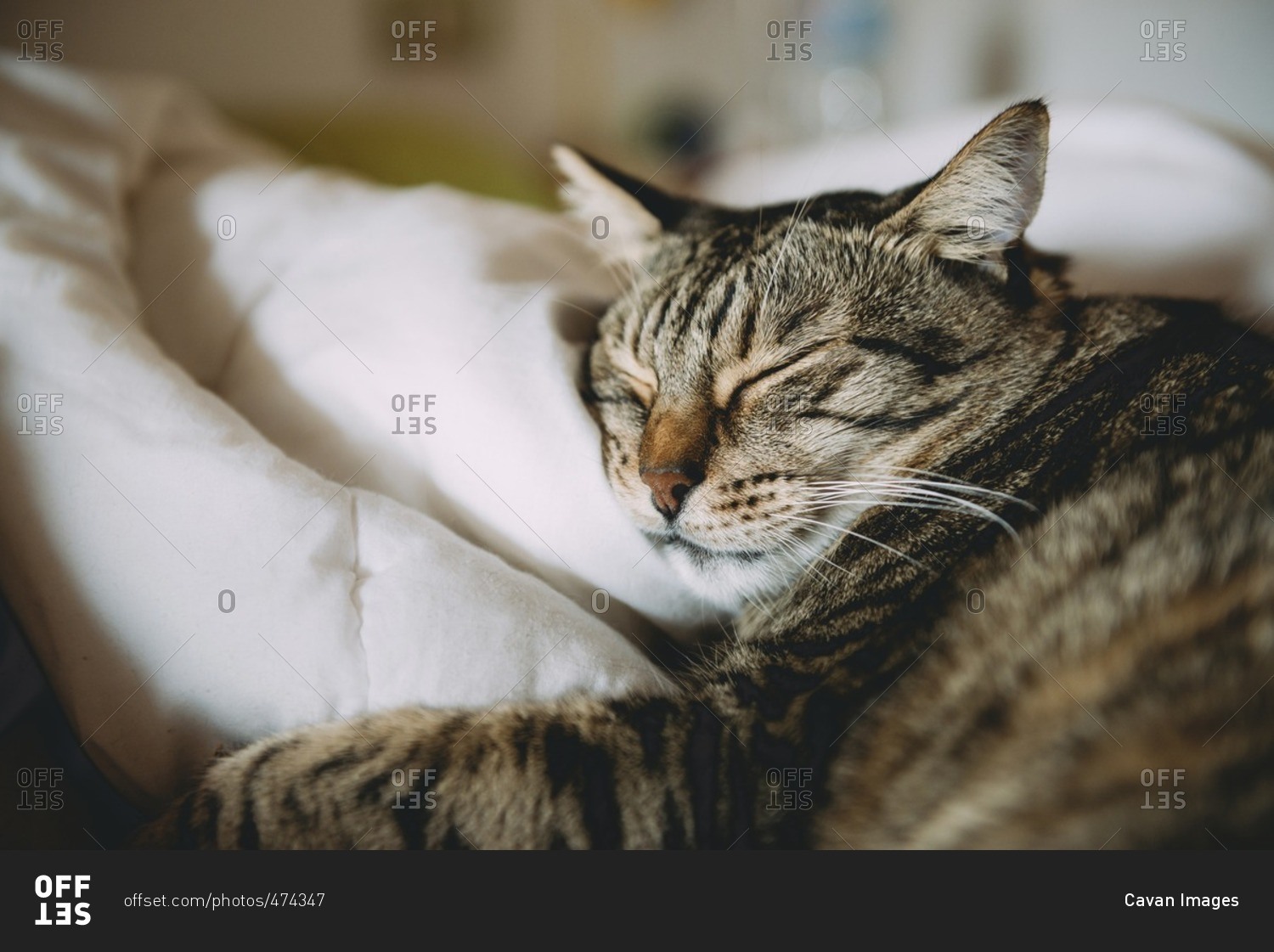 Close-up of tabby cat sleeping on bed at home