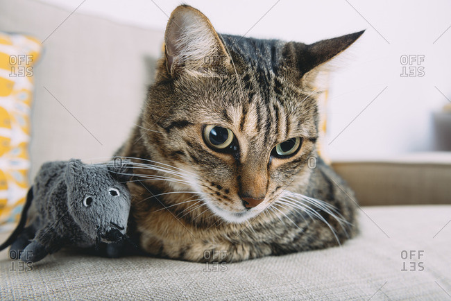 Close-up of tabby cat with toy rat relaxing on sofa at home