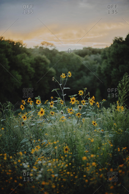 Yellow flowers blooming on field at forest during sunset
