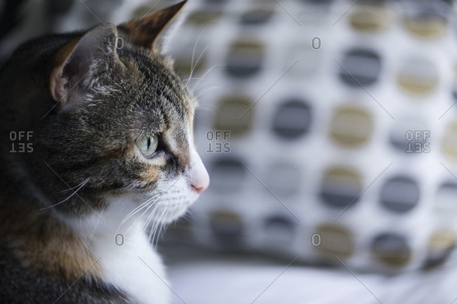 Side view of cat looking away while sitting on sofa