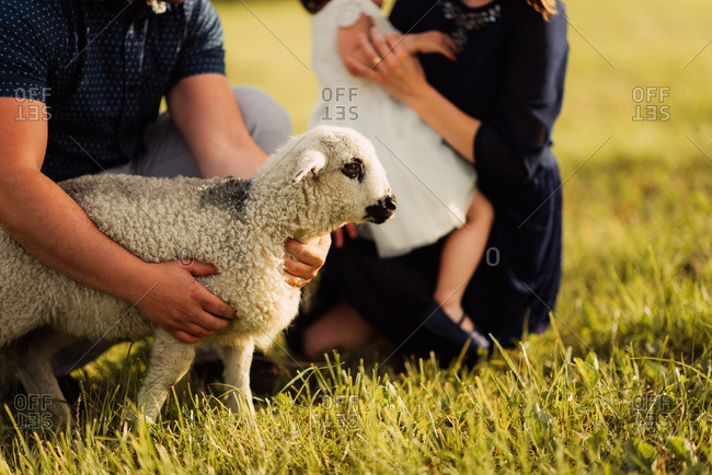 Family in a field playing with a lamb