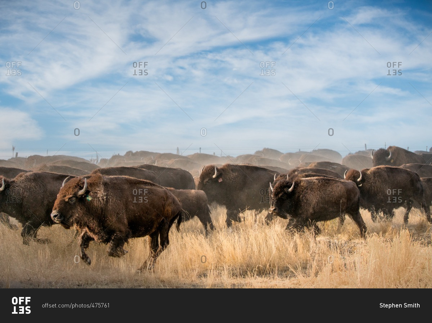Толпа бизонов. Африканский буйвол стадо. Буффальские бизоны. Стадо бизонов бежит. Быки стадо.