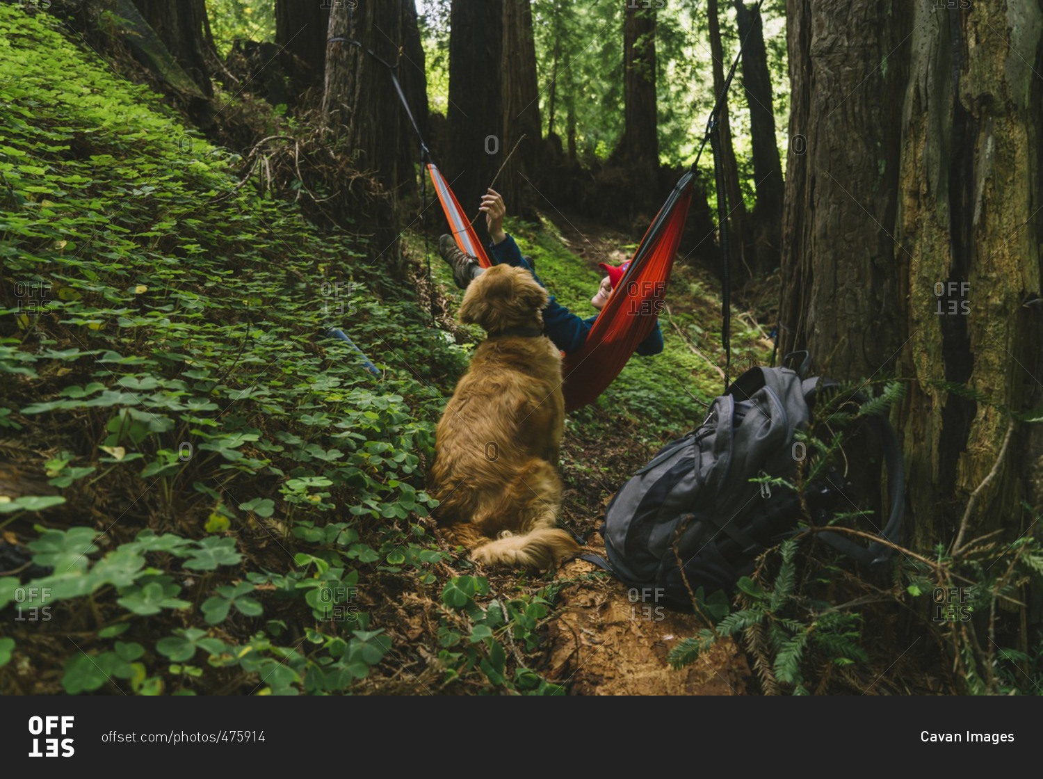 Happy woman playing with dog while lying on hammock in forest