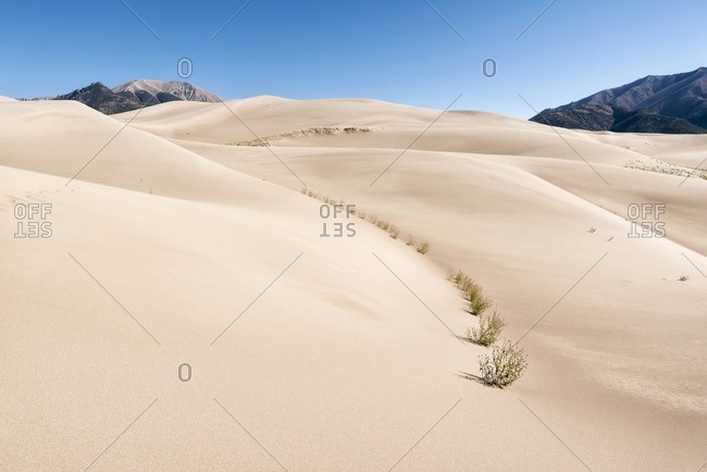 Bushes growing in desert - Offset