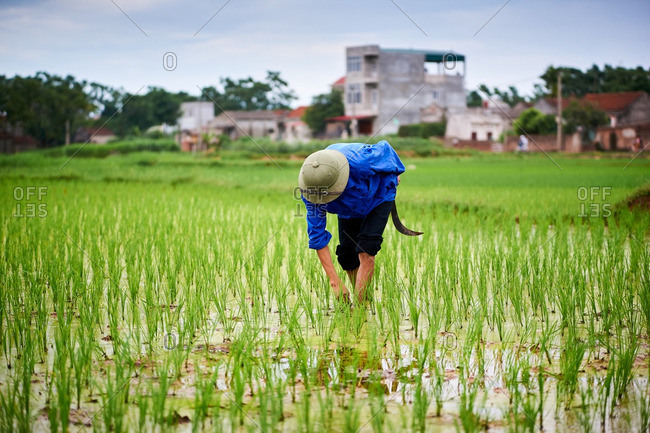 Rice farmer working in his field