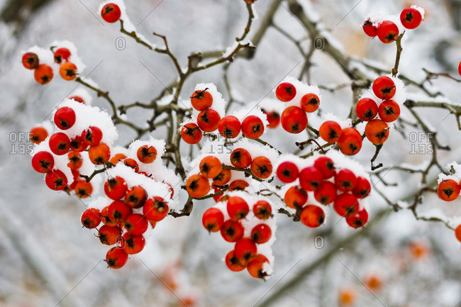 Red berries on braches after a heavy snowfall