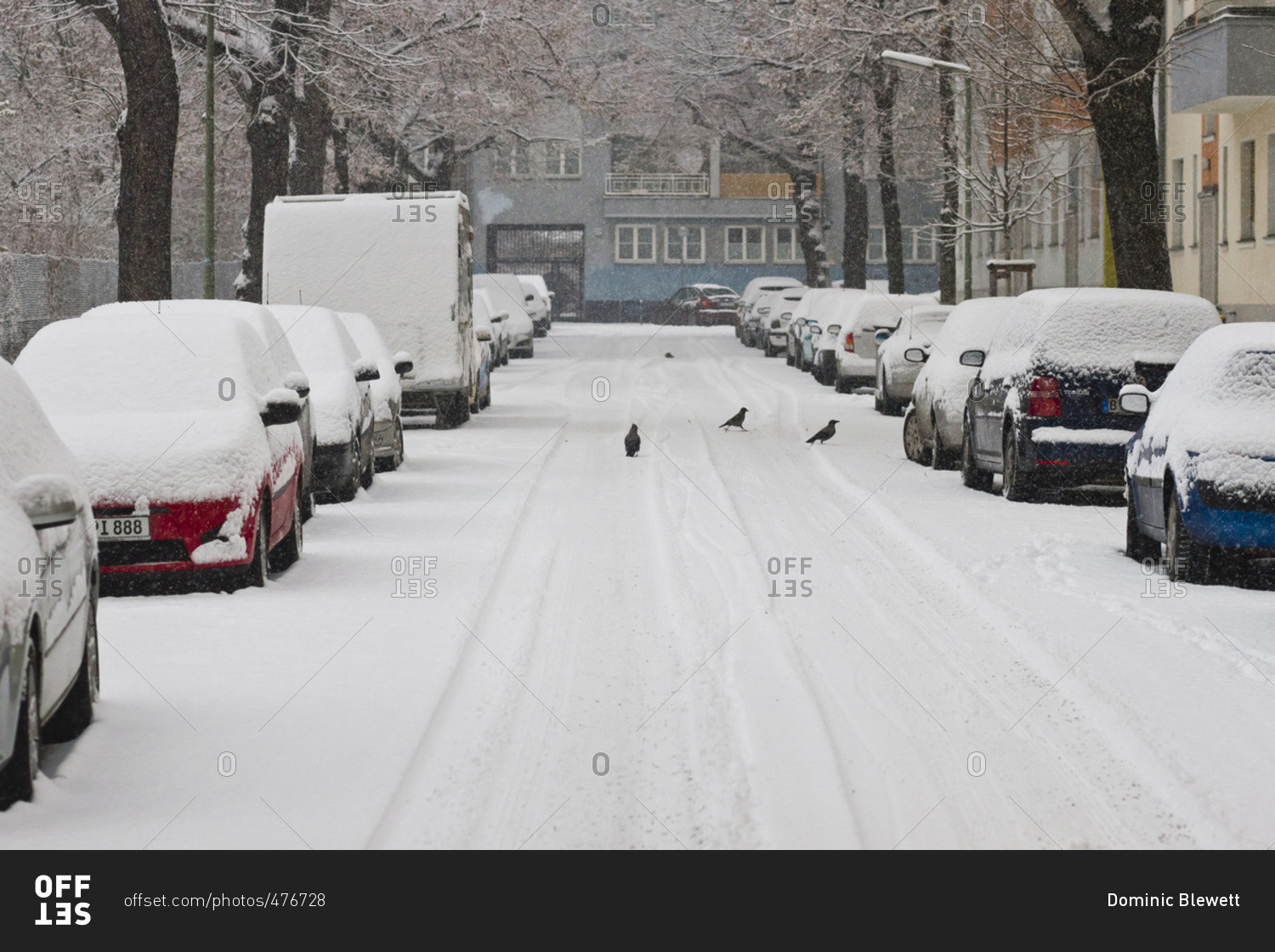 Birds in snowy street in Berlin, Germany