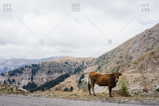 Cow on the side of a mountain road