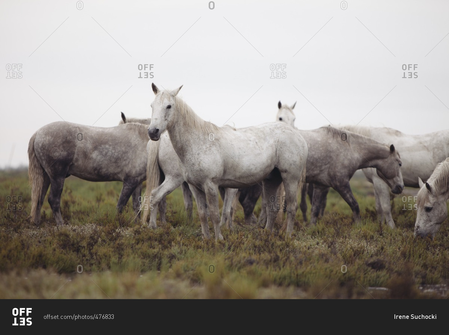 Herd of white horses standing in a field