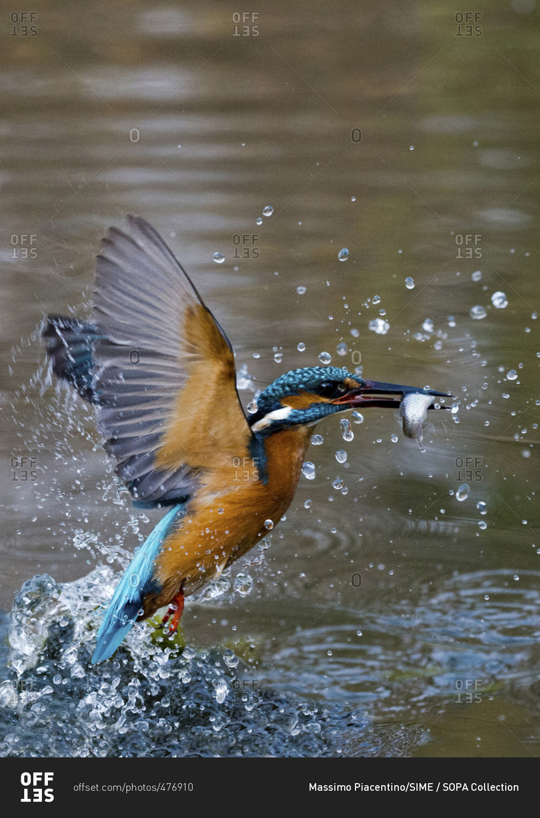 Male common kingfisher with caught fish rising out of the water