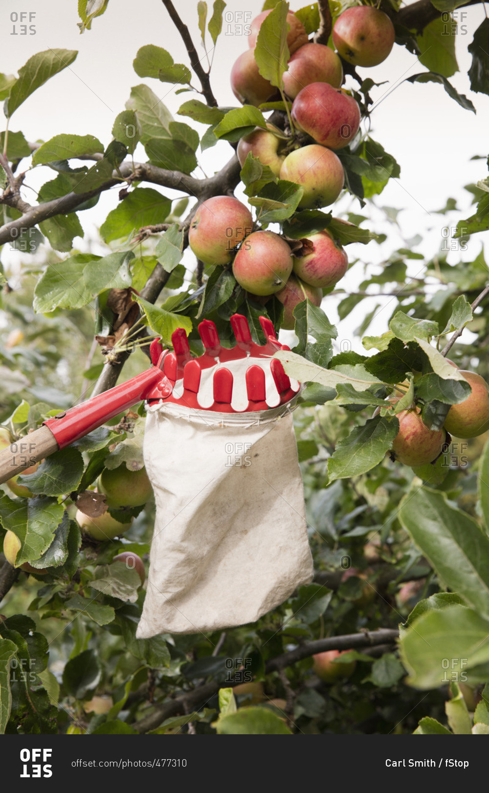 Low angle view of fruit picker below apples in orchard