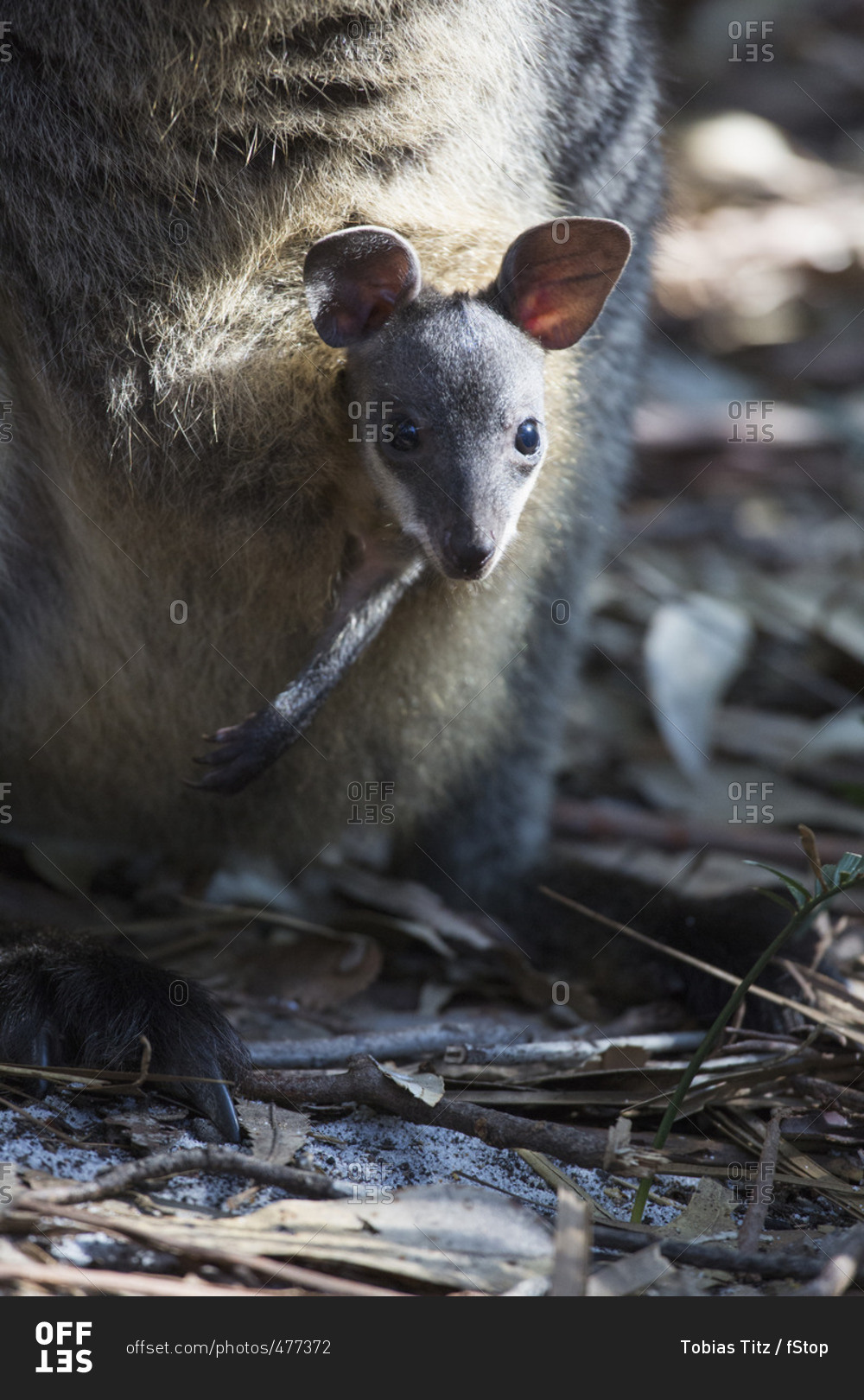 Close-up portrait of young kangaroo in pouch