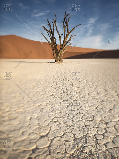 Tree in Dead Vlei, Namibia