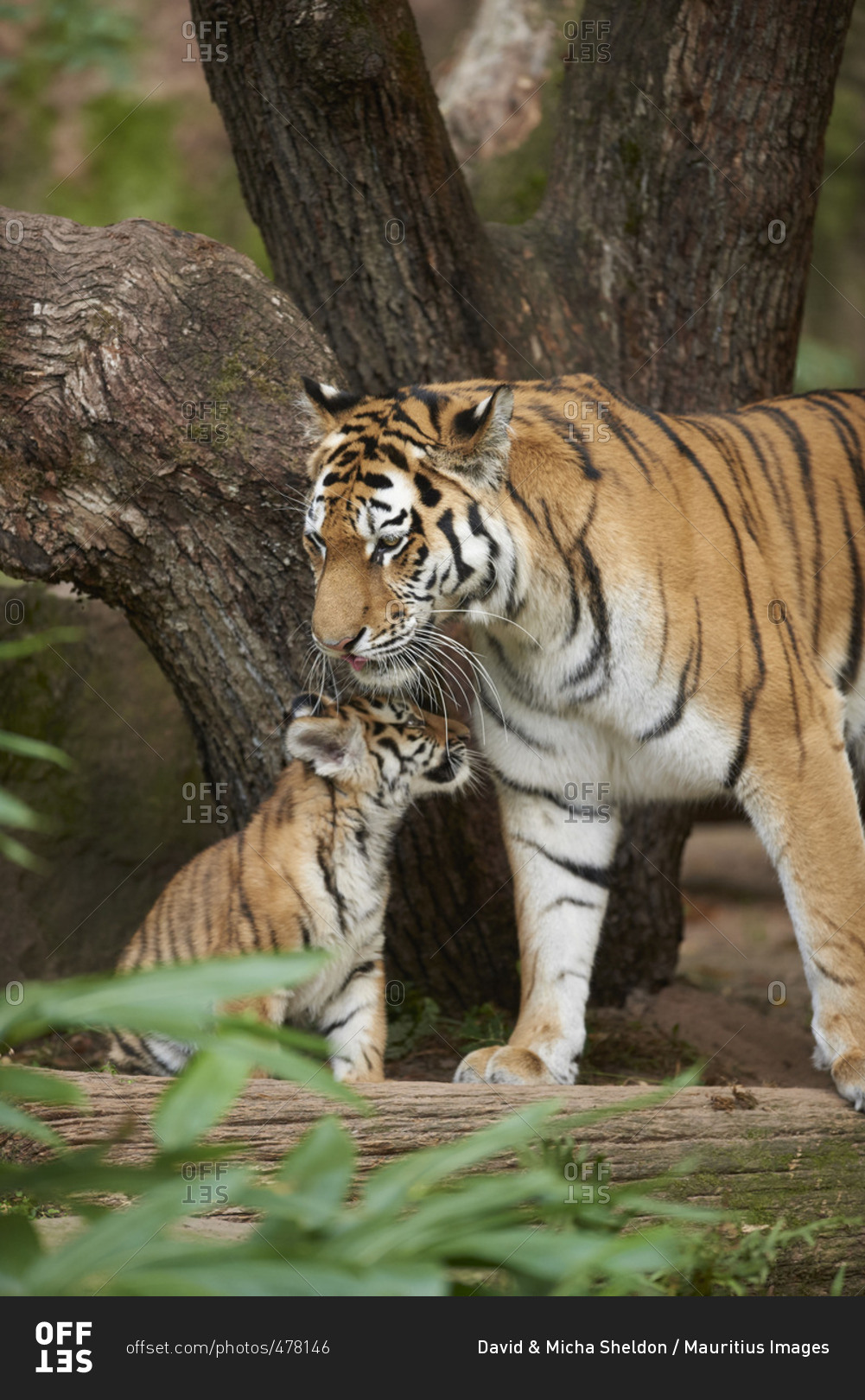 Siberian tiger mother and cub