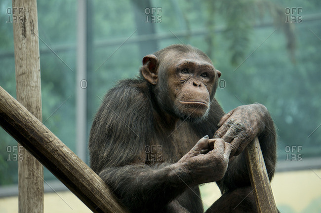 Chimpanzee sitting against branches at a zoo