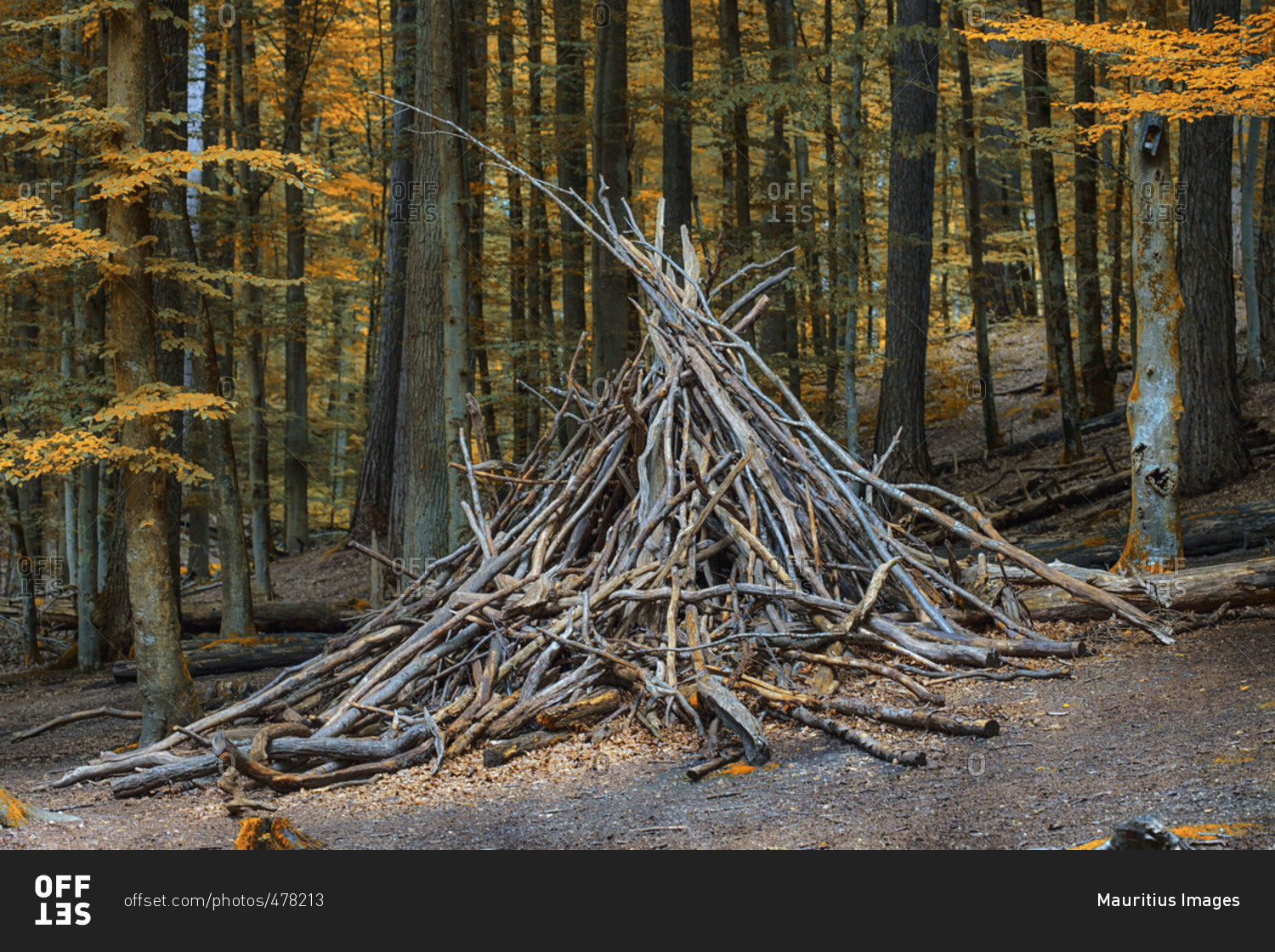 Pile of sticks gathered in a forest stock photo - OFFSET