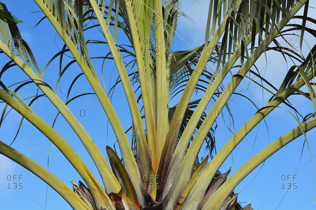 fan palm stock photos - OFFSET