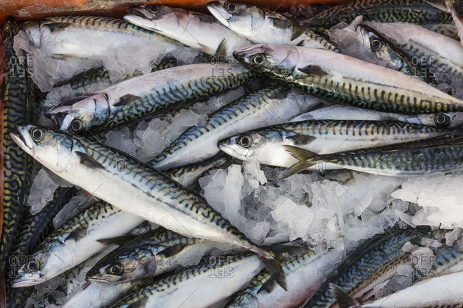 Freshly caught herring fish on ice in a box