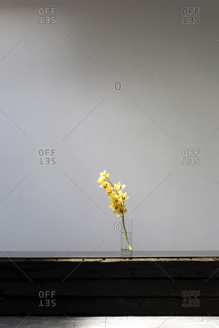 Yellow gladiola flowers against bare wall