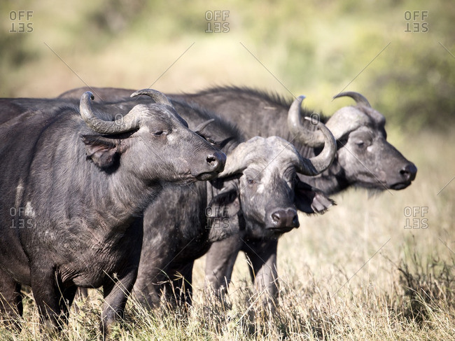 Buffalos in Masai Mara, Africa