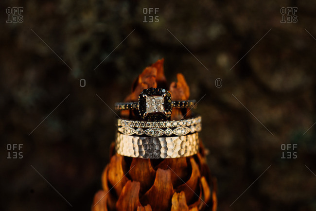 Wedding bands on a pinecone