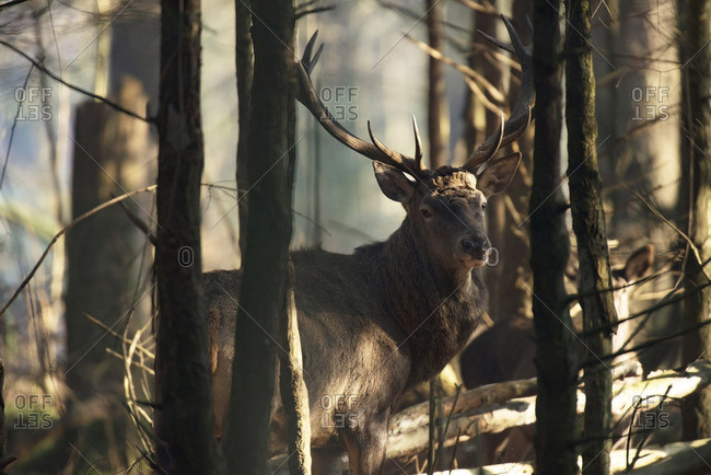 Red deer stag in dense forest lit by sunlight.