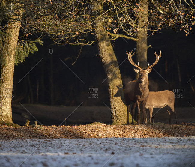 Red deer stag standing at edge of forest lit by sunlight.