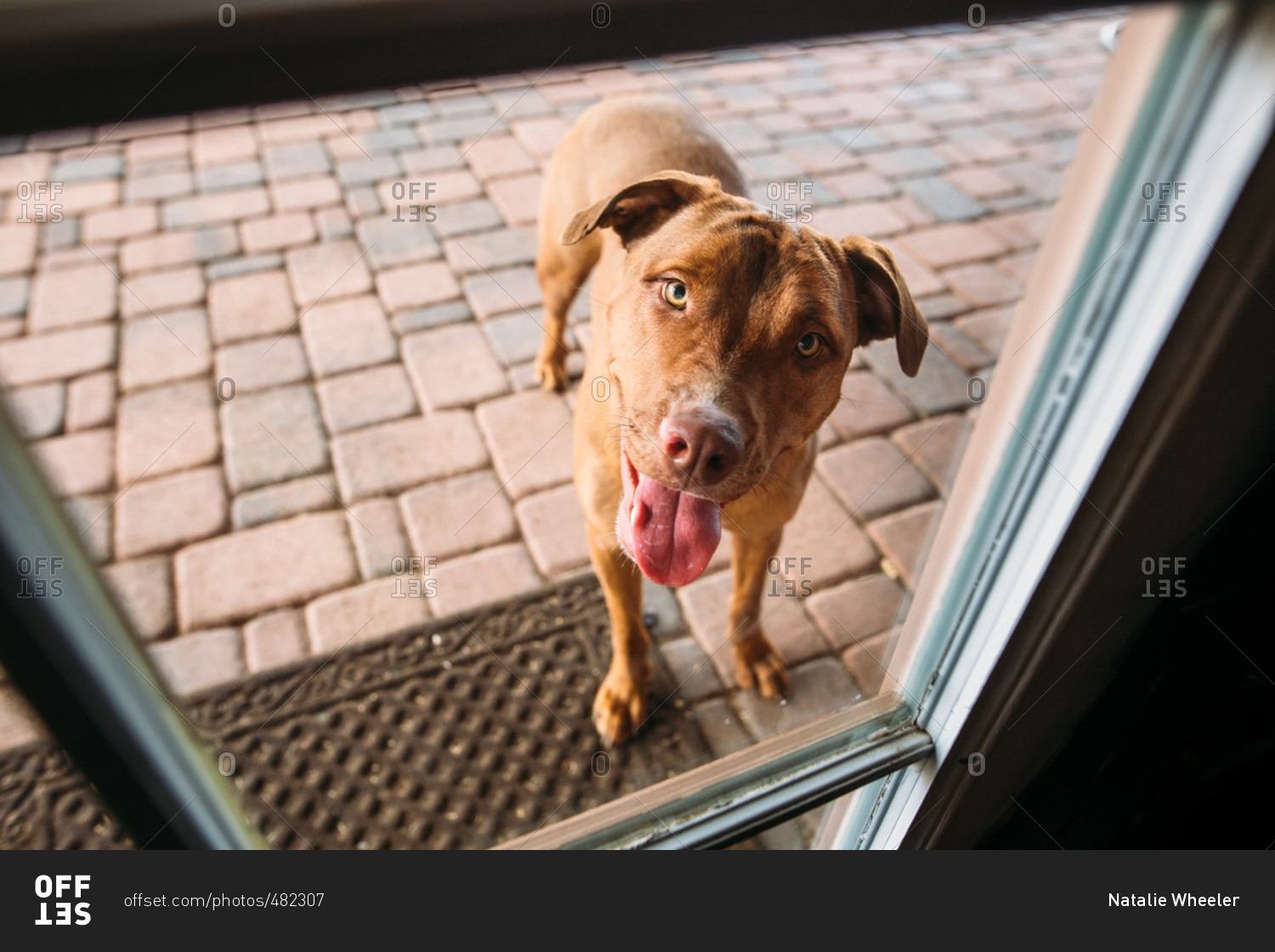 Panting dog waiting to be let in house