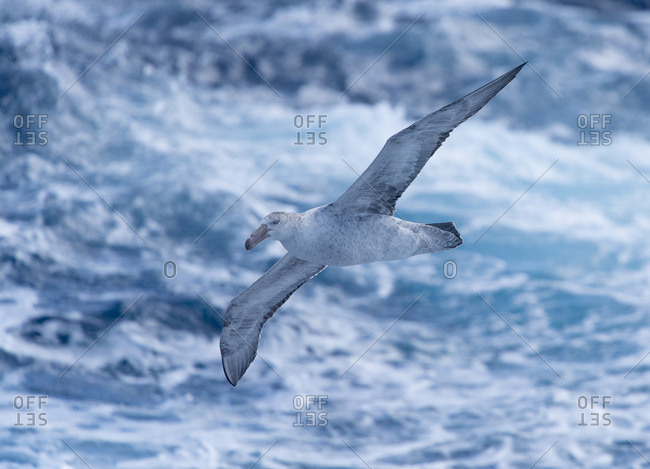A Southern giant petrel, Macronectes giganteus, flies over the ocean in the Drake Passage