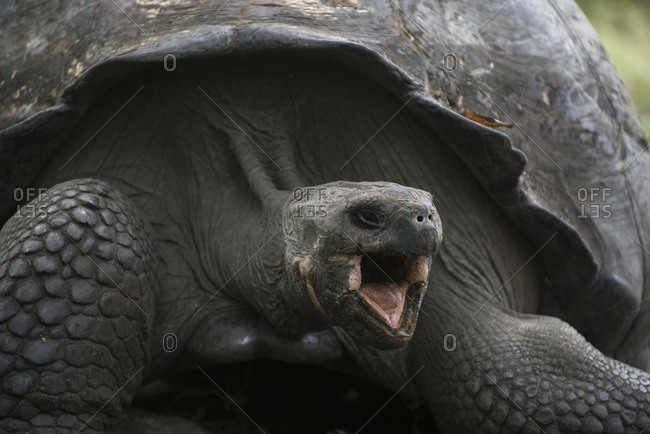 A Galapagos Giant tortoise, Geochelone nigra, opens its mouth wide