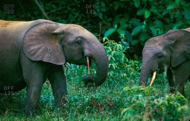 African Forest Elephant, Loxodonta Africana Cyclotis, Eating Plants In Forest