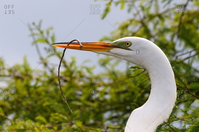 A Great egret, Ardea alba, with twig in its beak