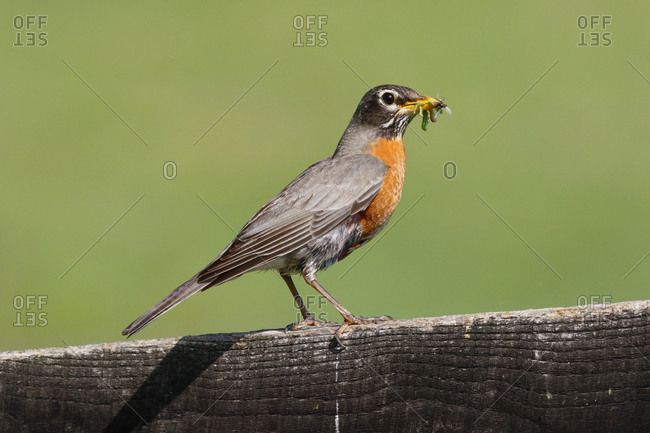 A nesting American robin, Turdus migratorius, with insects in its beak