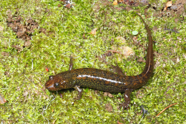 A Black bellied salamander, Desmognathus quadramaculatus, crawling on moss